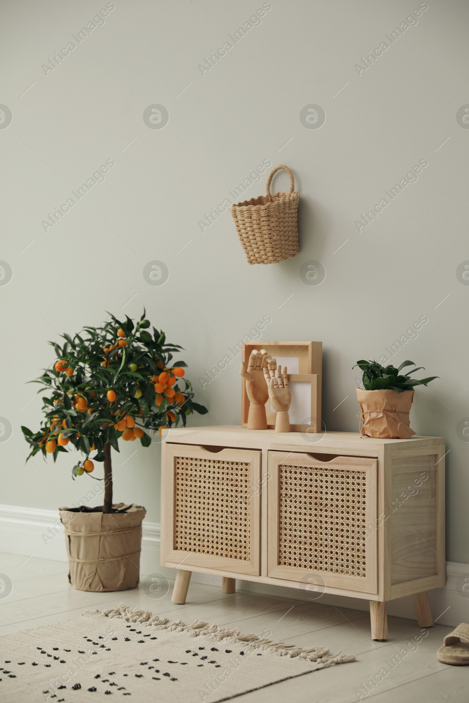 Photo of Stylish room interior with wooden cabinet and potted kumquat tree near grey wall