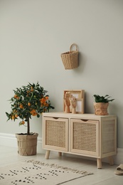 Photo of Stylish room interior with wooden cabinet and potted kumquat tree near grey wall