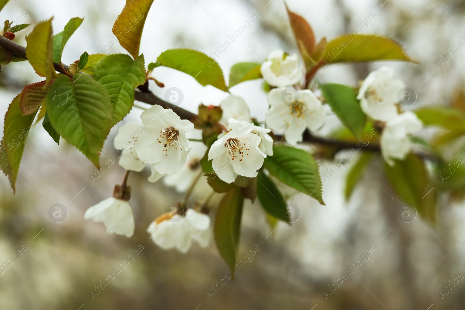 Photo of Blossoming cherry tree outdoors on spring day, closeup