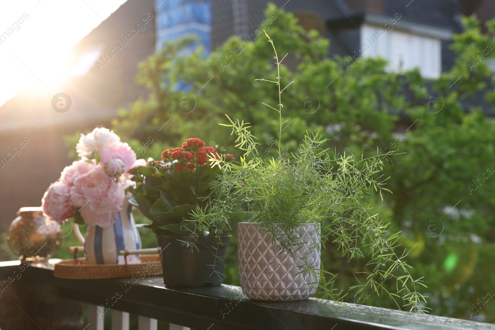 Photo of Balcony garden. Different plants on railings outdoors on sunny day