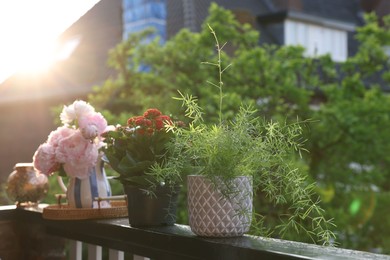 Photo of Balcony garden. Different plants on railings outdoors on sunny day