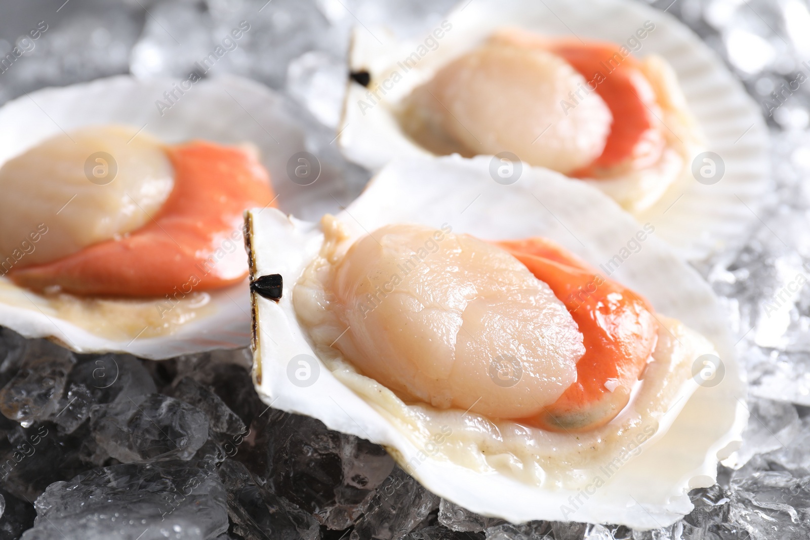 Photo of Fresh raw scallops with shells on ice cubes, closeup