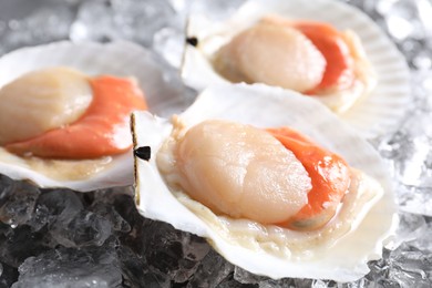 Fresh raw scallops with shells on ice cubes, closeup