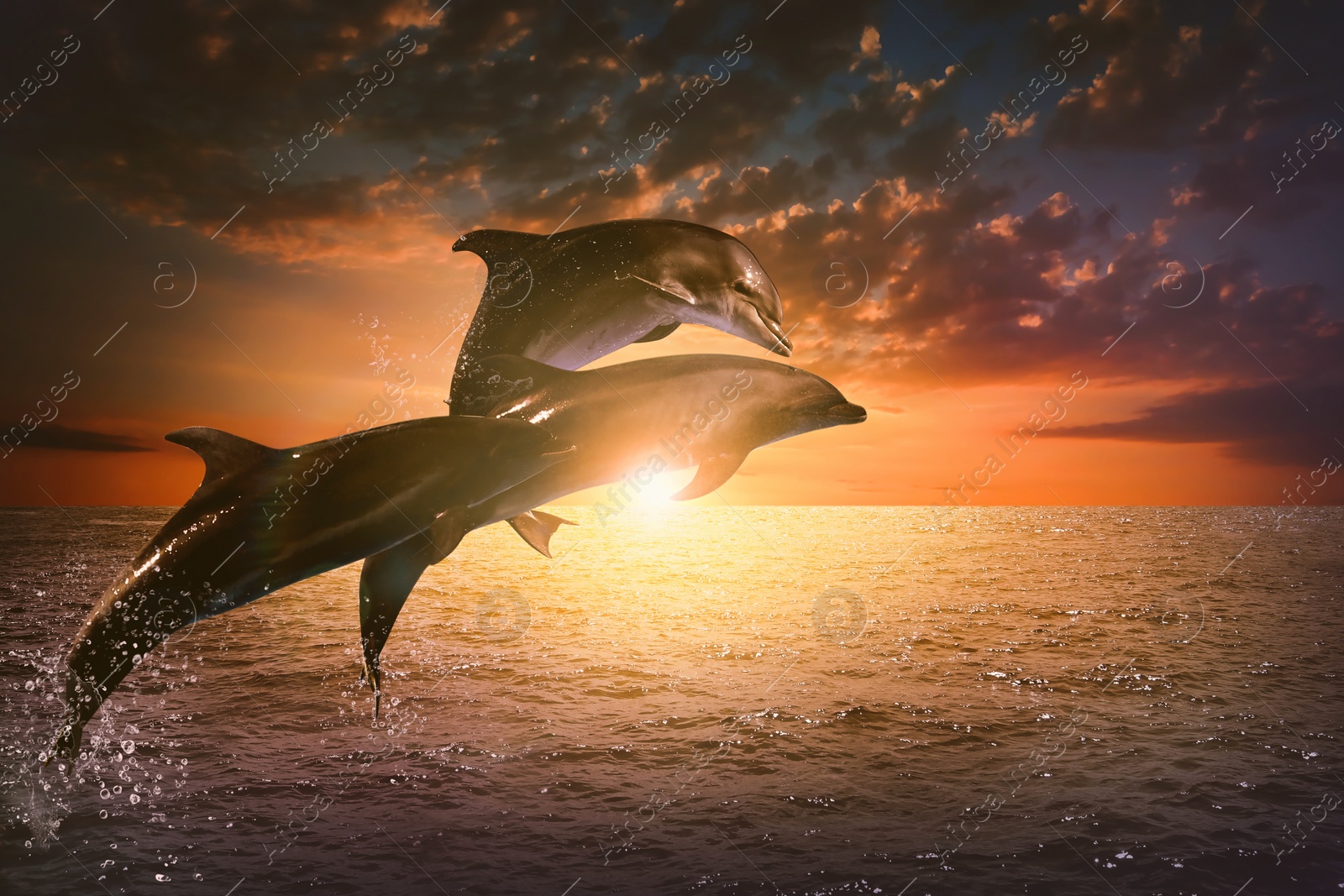 Image of Beautiful bottlenose dolphins jumping out of sea at sunset 