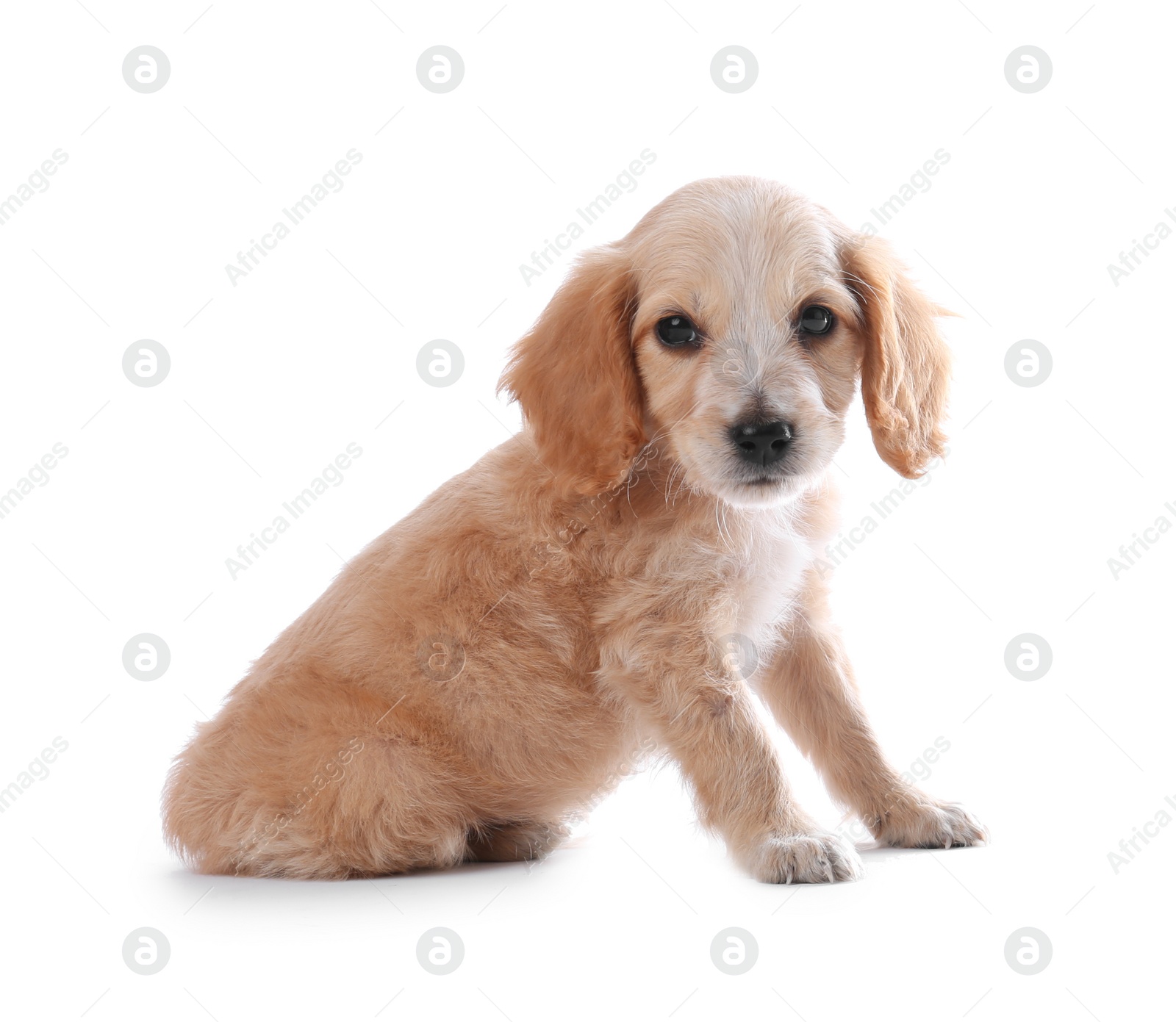 Photo of Cute English Cocker Spaniel puppy on white background