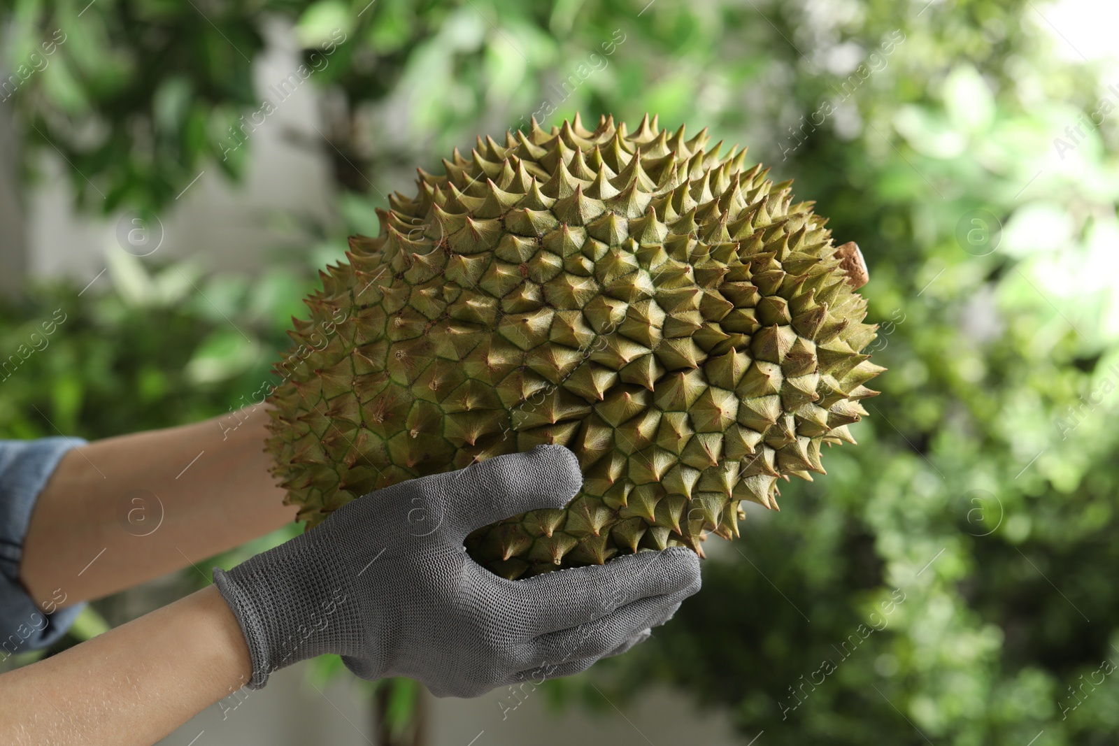 Photo of Woman in gloves holding fresh ripe durian outdoors, closeup