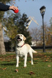 Photo of Yellow Labrador playing with owner and ball in park on sunny day