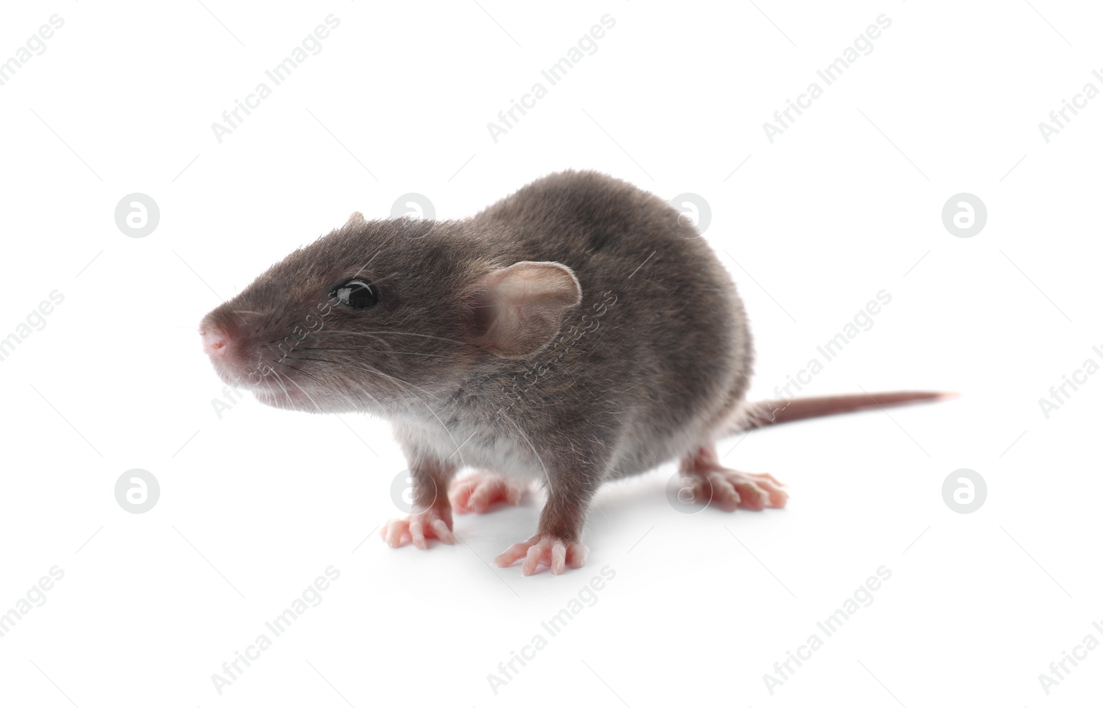 Photo of Small fluffy brown rat on white background