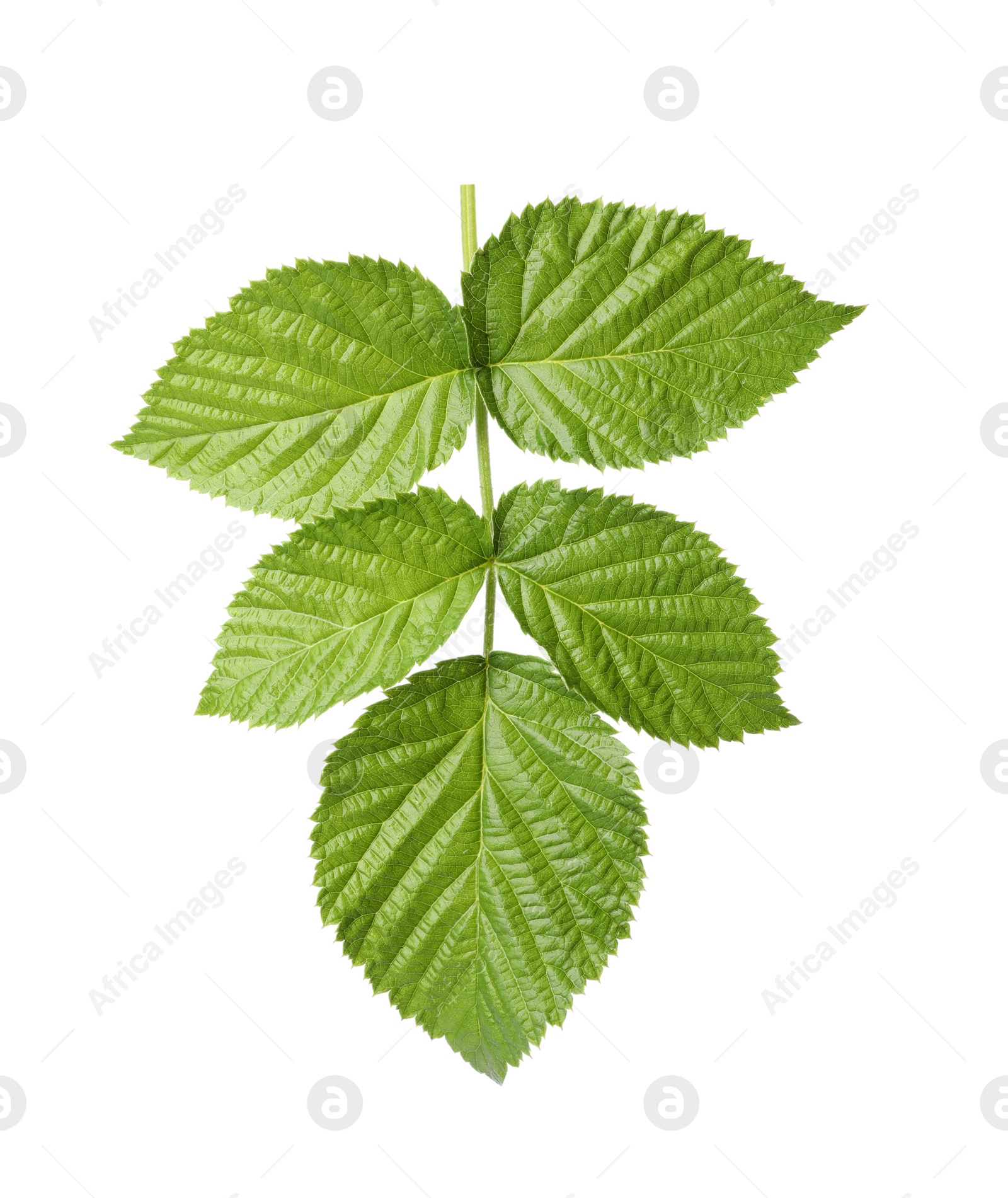 Photo of Fresh green raspberry leaves on white background