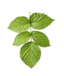 Fresh green raspberry leaves on white background