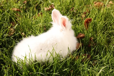 Photo of Fluffy white rabbit on green grass outdoors. Cute pet