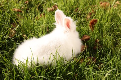 Fluffy white rabbit on green grass outdoors. Cute pet