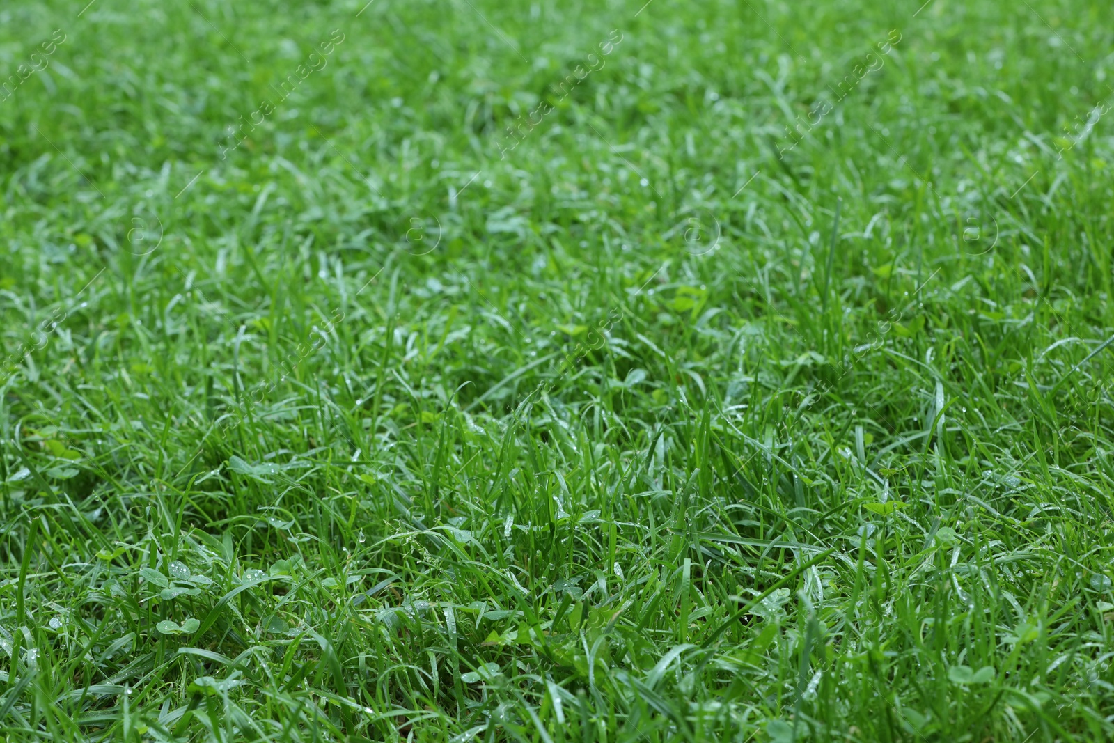 Photo of Fresh green grass growing outdoors in summer