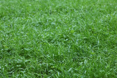 Photo of Fresh green grass growing outdoors in summer