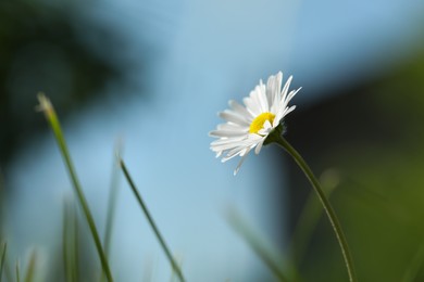 Photo of Beautiful tender daisy flower growing outdoors, closeup. Space for text