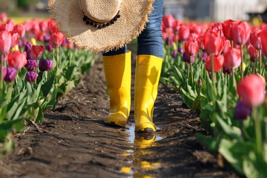 Woman in rubber boots walking across field with beautiful tulips after rain, closeup