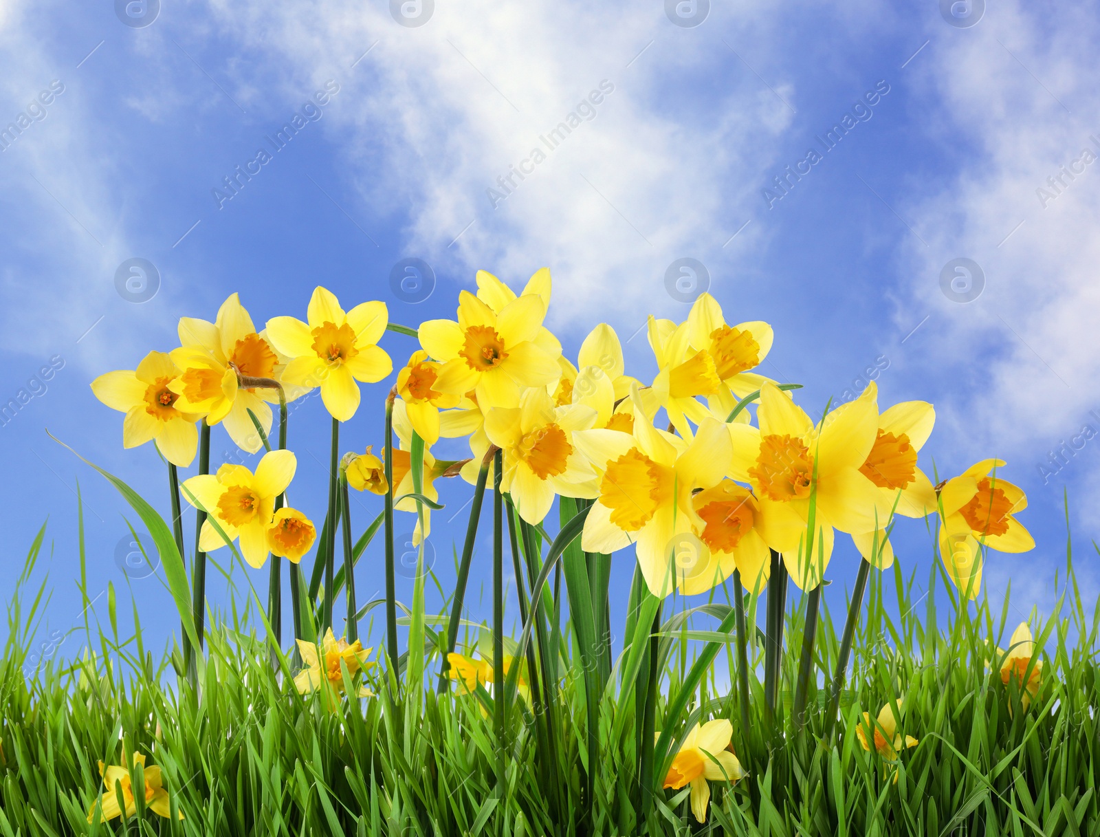 Image of Beautiful yellow daffodils outdoors on sunny day 