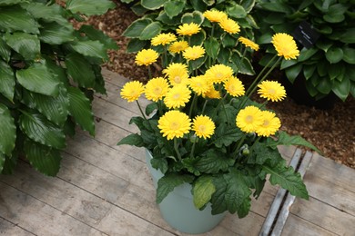 Photo of Potted gerbera plant with bright yellow flowers outdoors