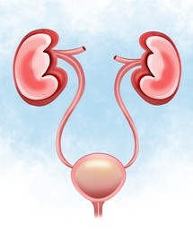 Illustration of kidneys and urinary system on light background. Human anatomy