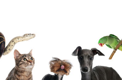 Image of Set with different cute pets on white background