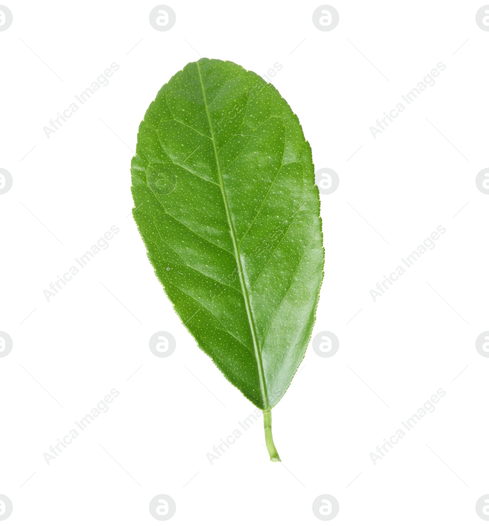 Photo of Fresh green citrus leaf on white background