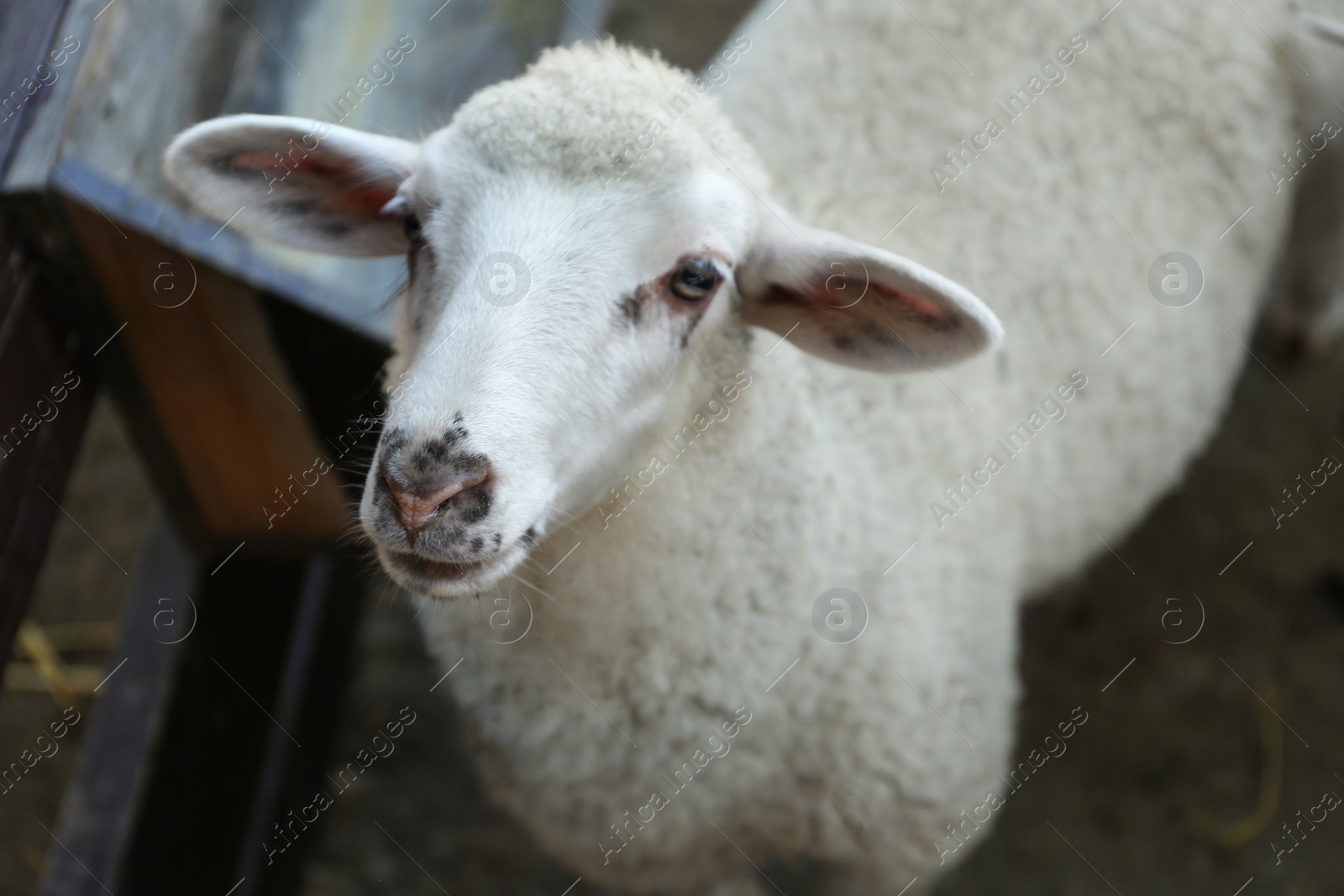 Photo of Cute funny sheep on farm, closeup. Animal husbandry