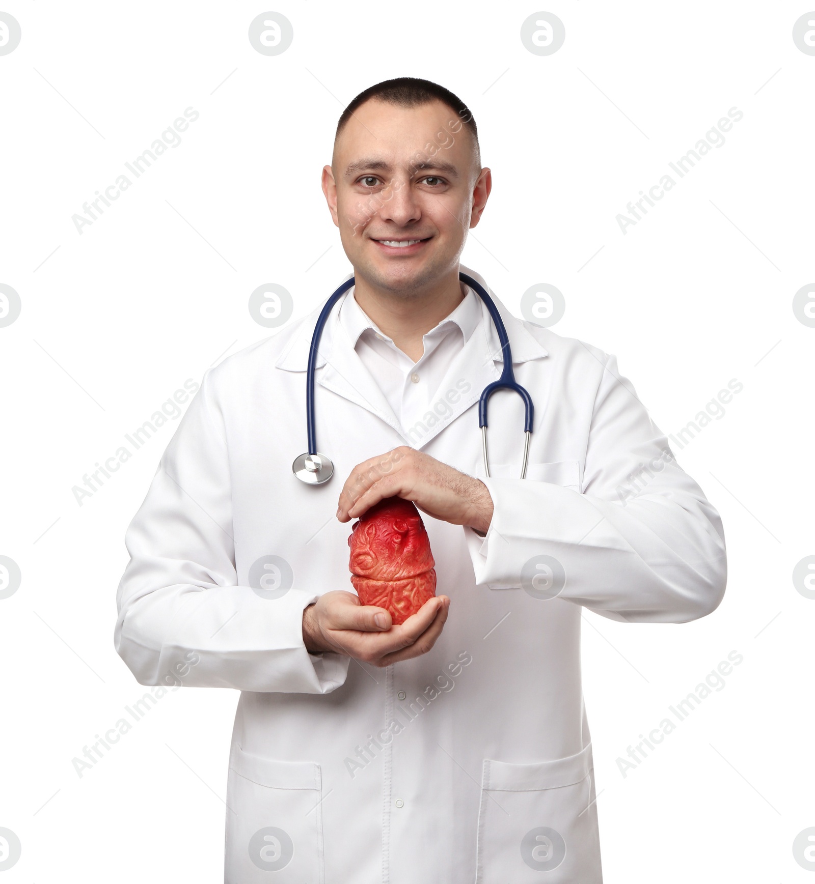 Photo of Doctor with stethoscope and model of heart on white background. Cardiology concept