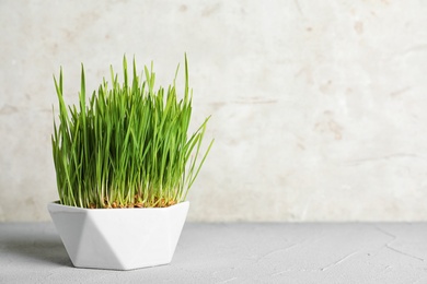 Photo of Ceramic bowl with sprouted wheat grass seeds on table against light background, space for text