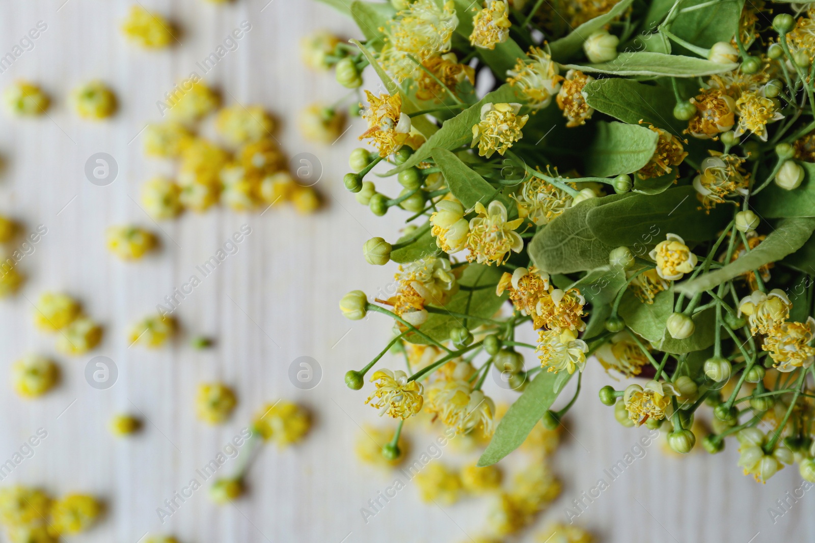 Photo of Beautiful linden blossoms and green leaves on white table, top view. Space for text