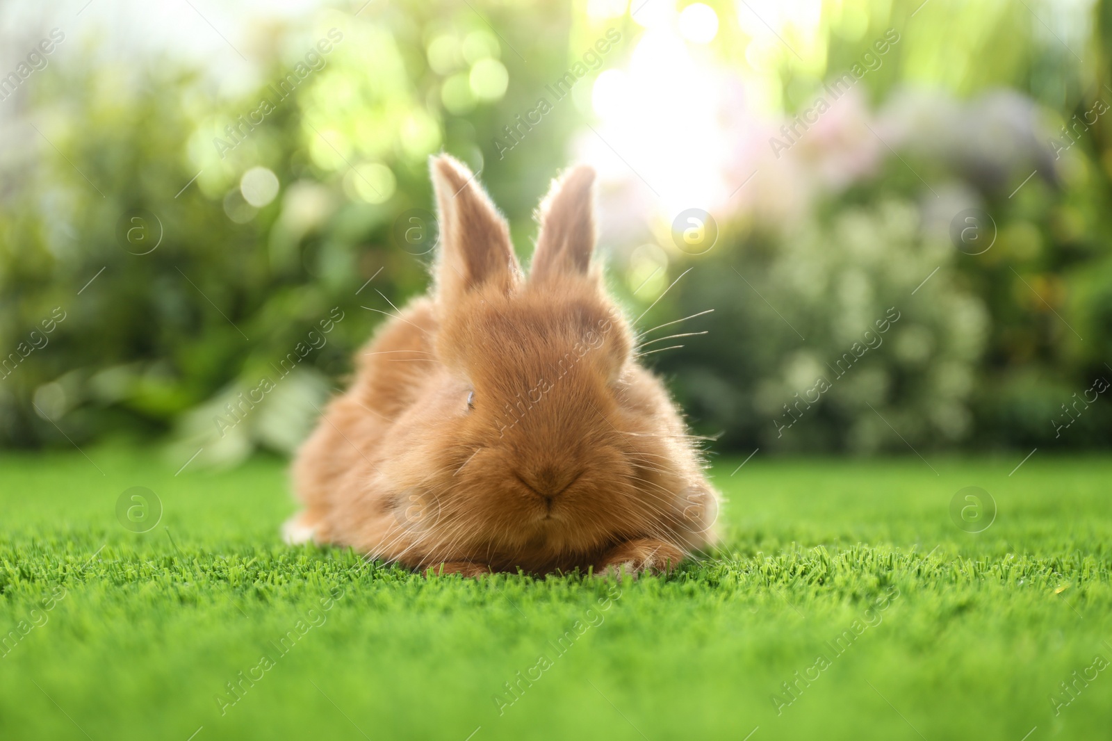 Photo of Adorable fluffy bunny on green grass against blurred background. Easter symbol