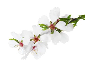 Tree branch with beautiful blossoms isolated on white. Spring season