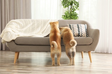 Photo of Funny akita inu puppies at sofa in living room