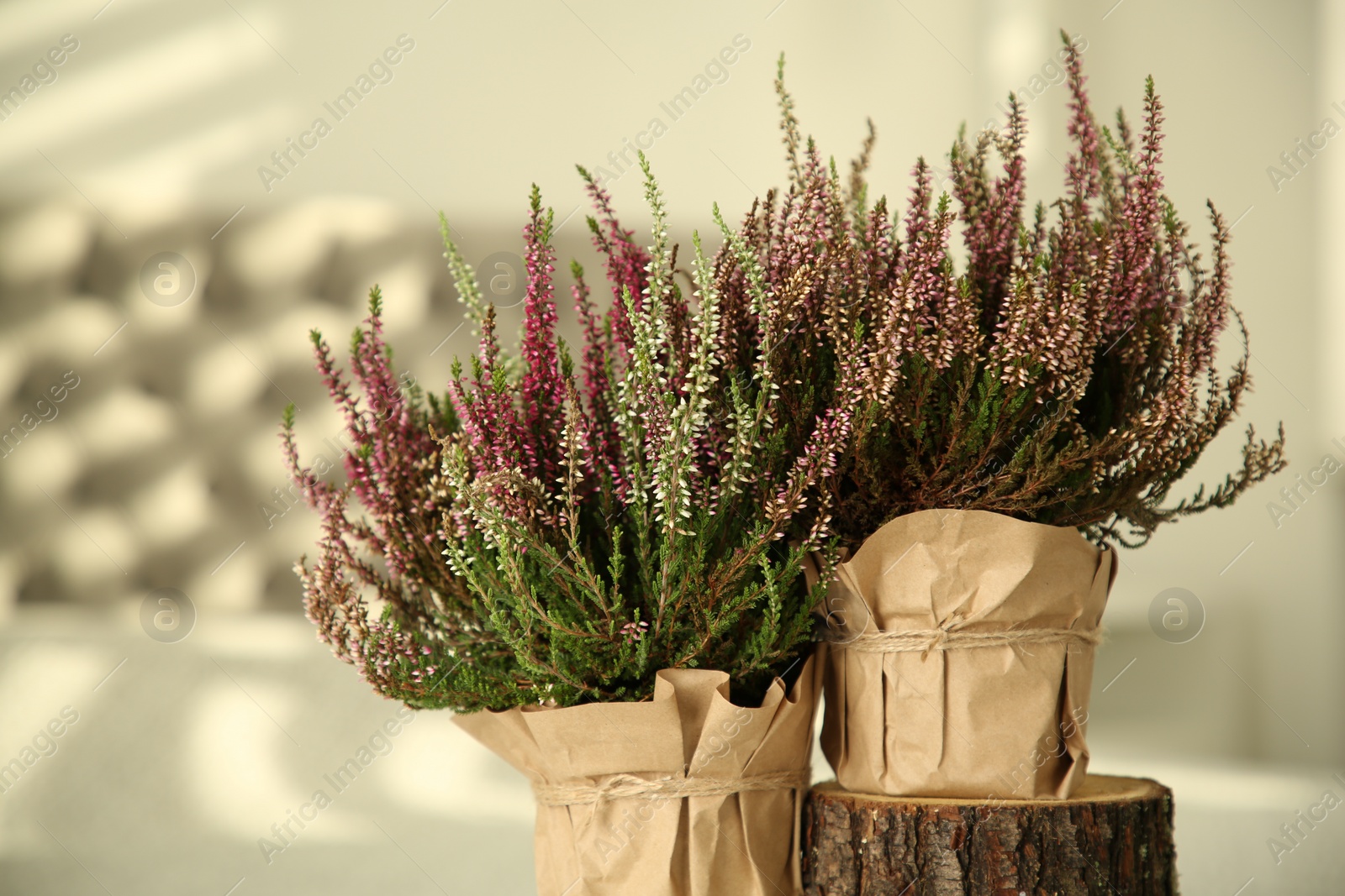 Photo of Beautiful heather flowers in pots against blurred background, closeup