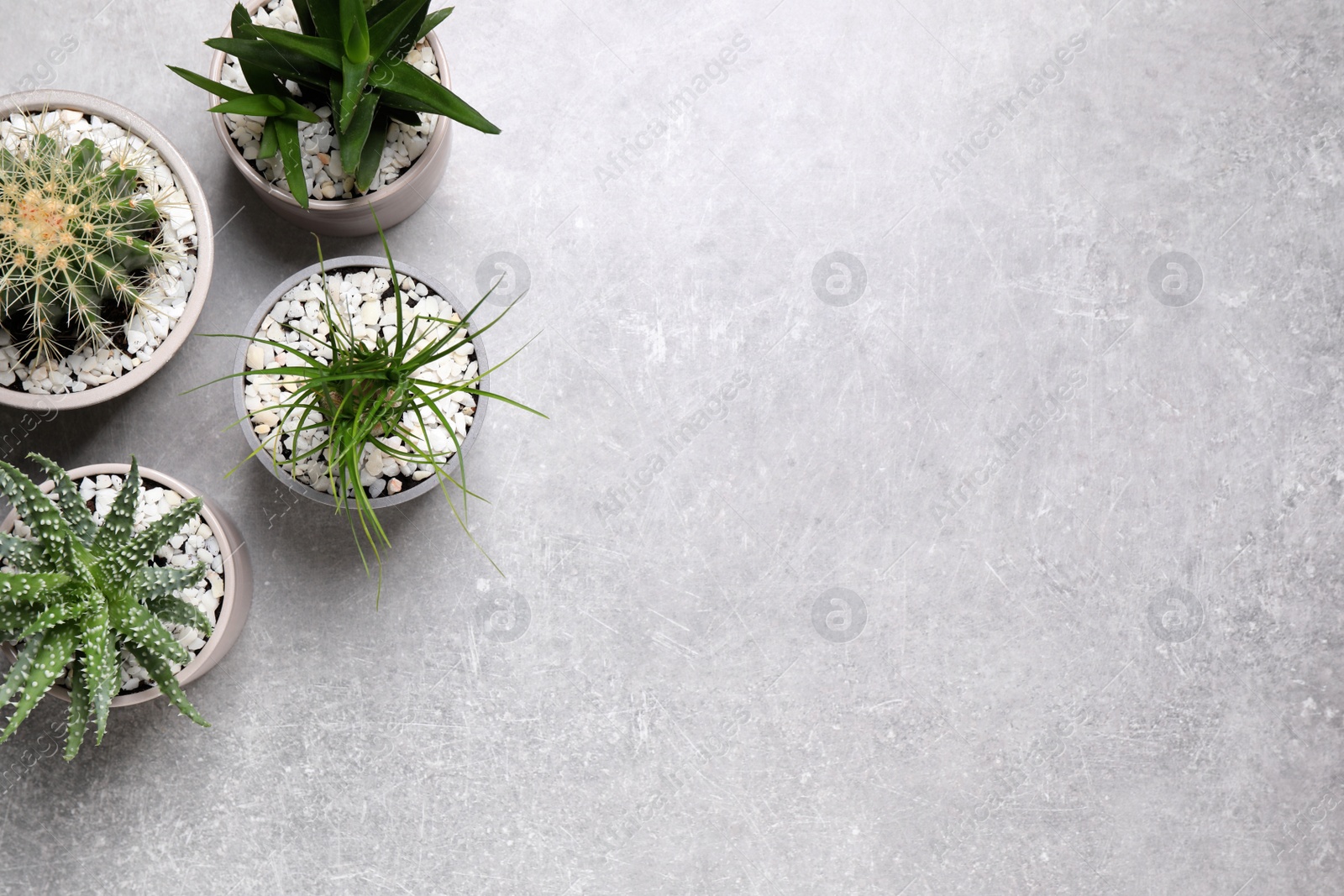 Photo of Beautiful Aloe, Cactus and Nolina in pots on grey table, flat lay with space for text. Different house plants