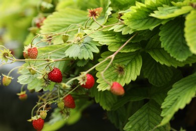 Photo of Small wild strawberries growing outdoors. Seasonal berries