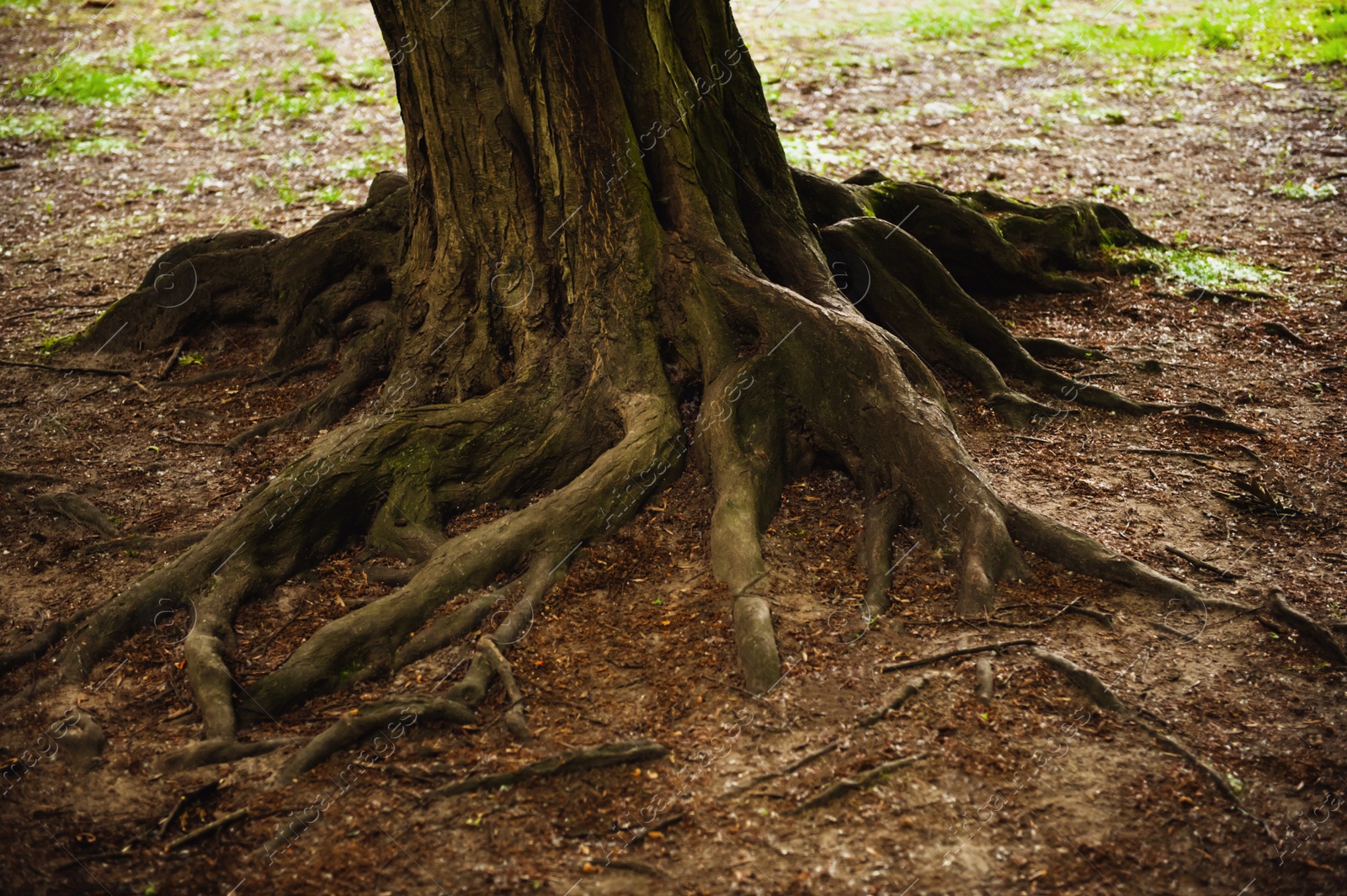 Photo of Tree roots visible through soil in forest