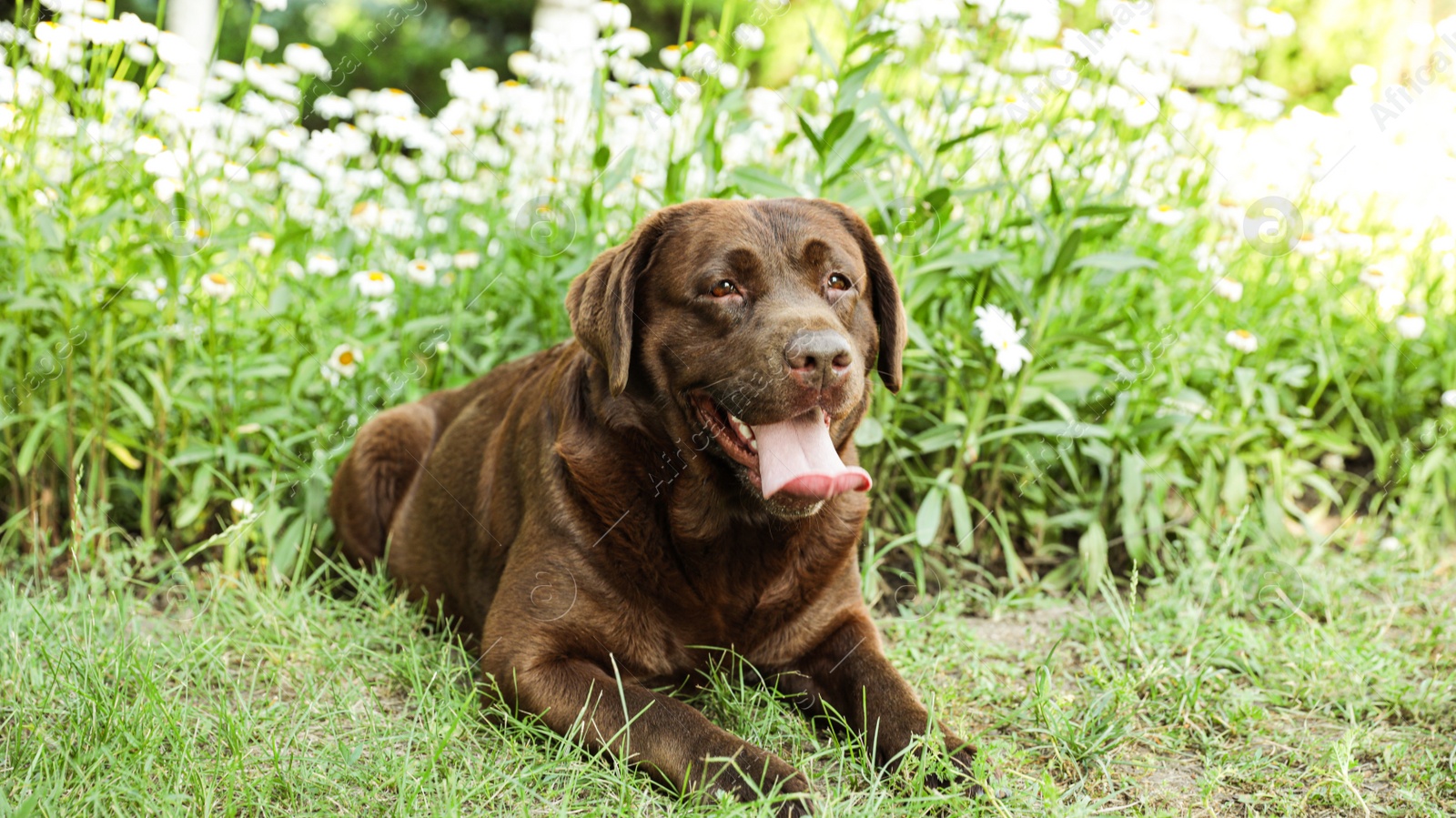 Photo of Cute Chocolate Labrador Retriever on green grass in summer park