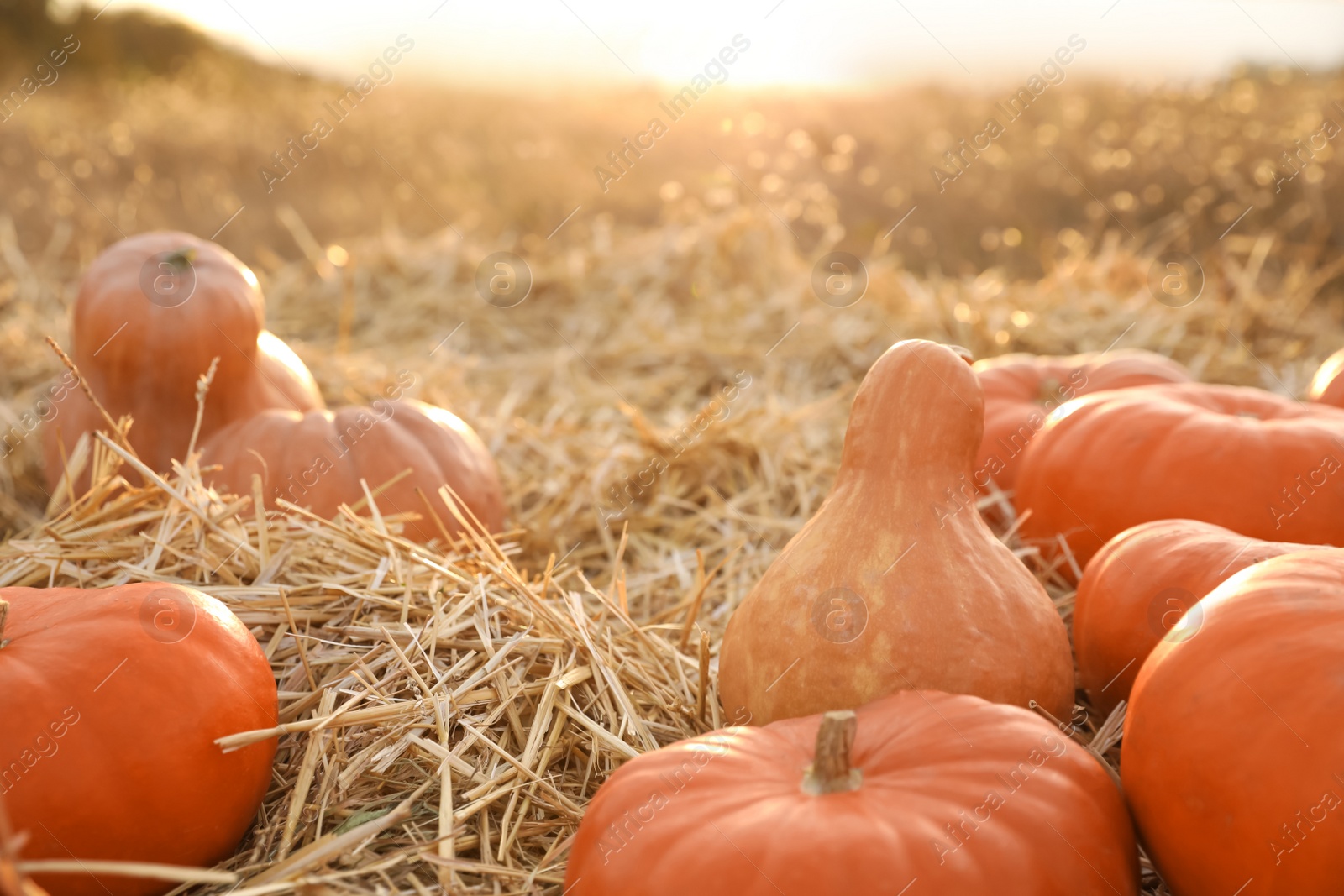 Photo of Ripe orange pumpkins among straw in field