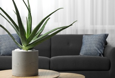 Photo of Beautiful potted aloe vera plant on table in room, space for text