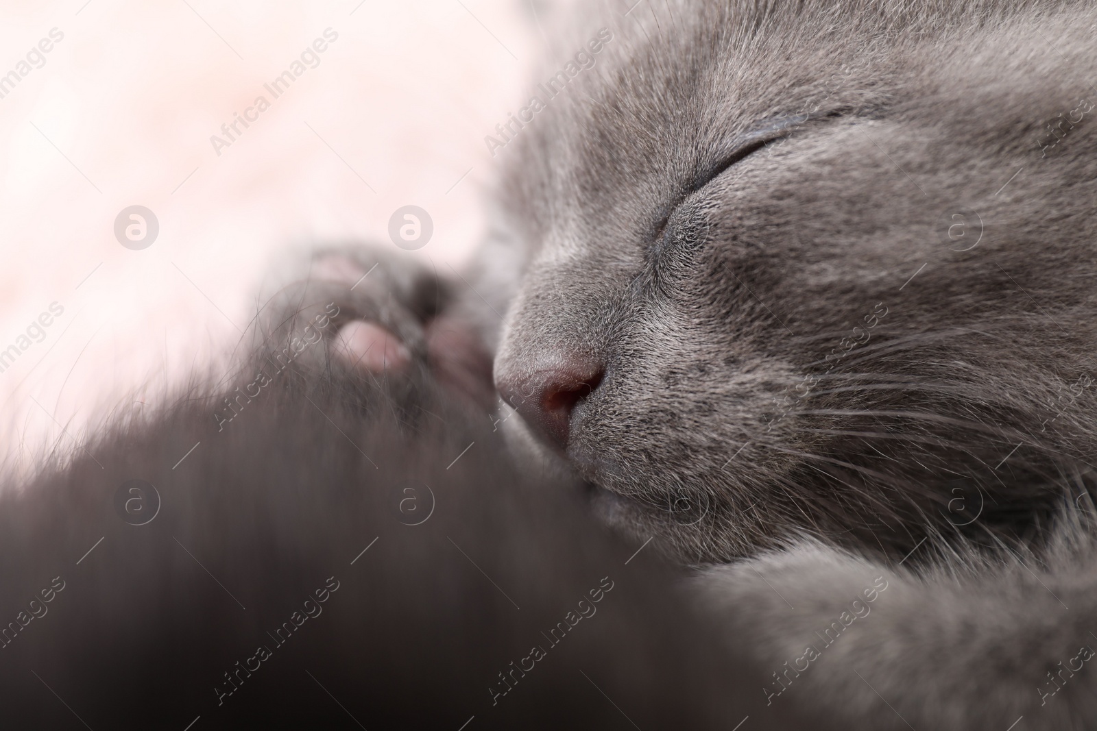 Photo of Cute fluffy kitten, closeup view. Baby animal