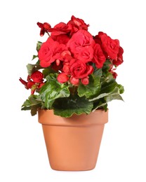 Photo of Begonia flower in terracotta pot isolated on white