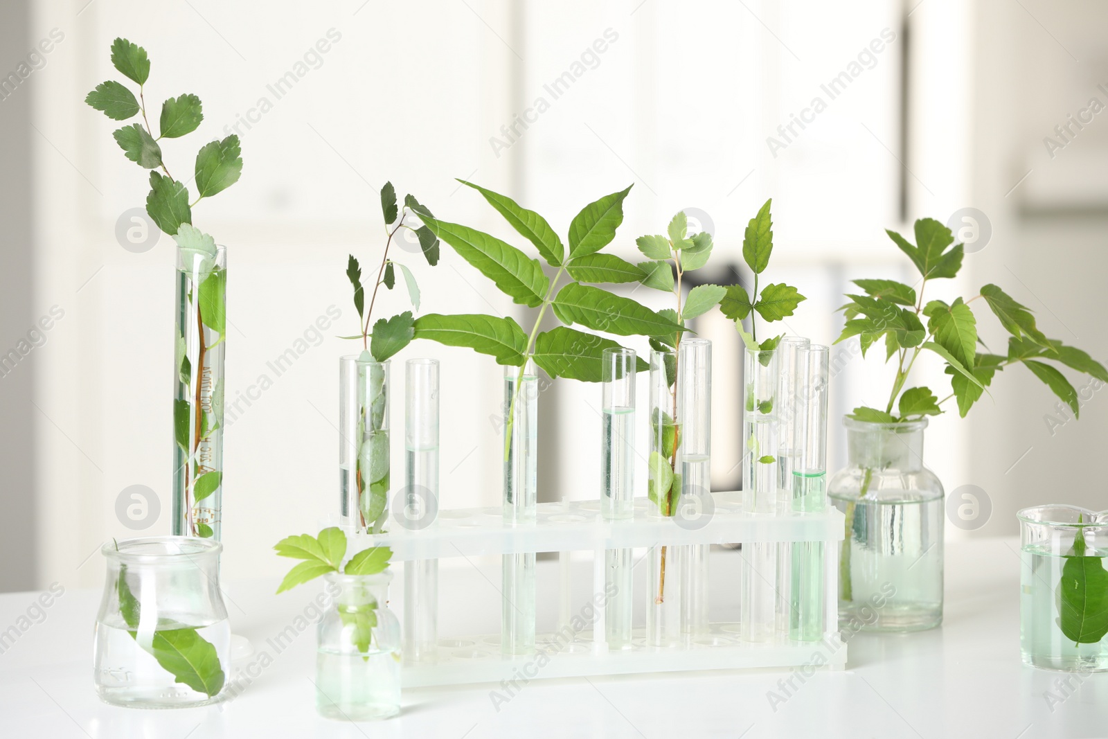 Photo of Laboratory glassware with plants on white table