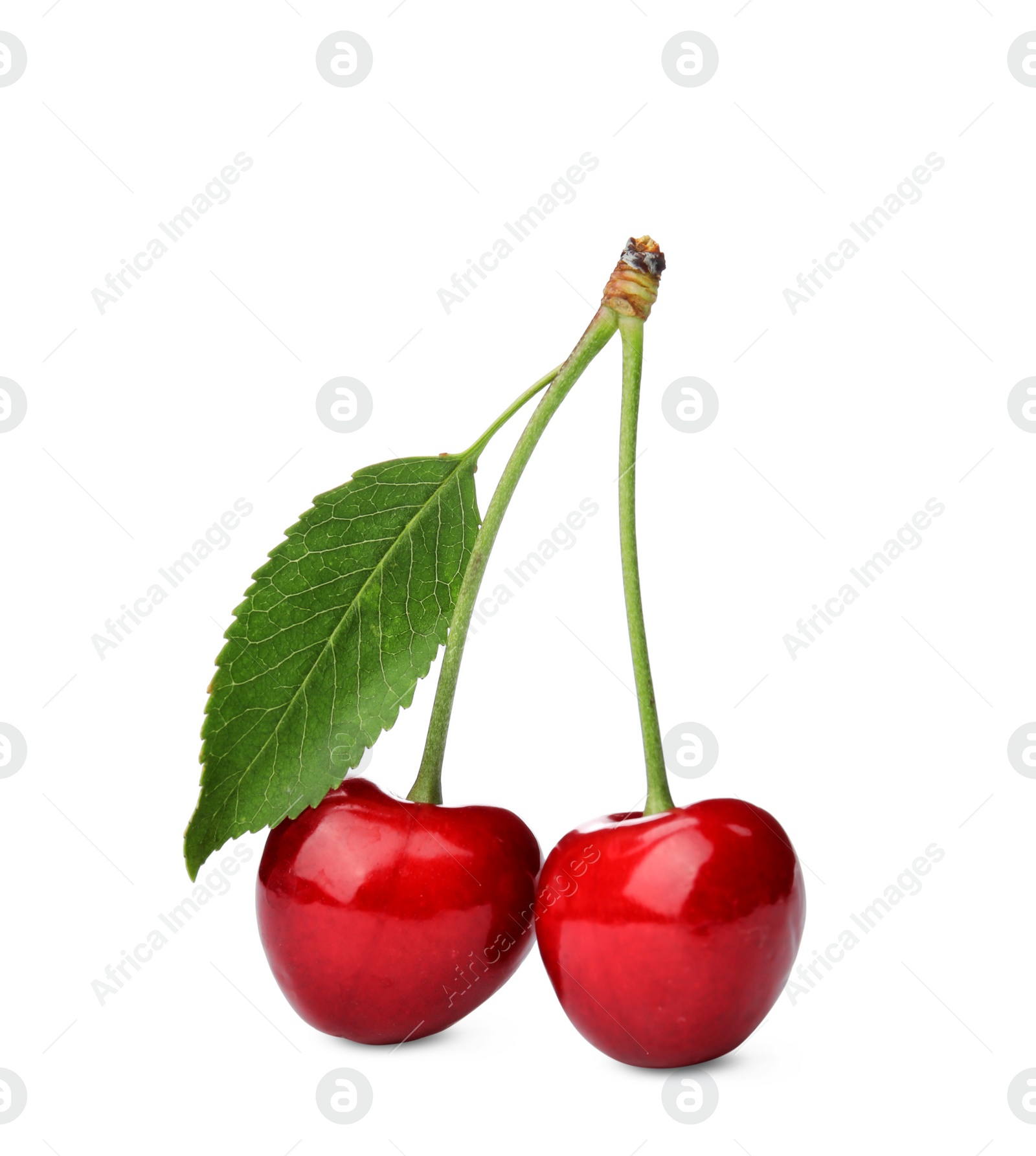 Photo of Sweet red cherries with leaf on white background