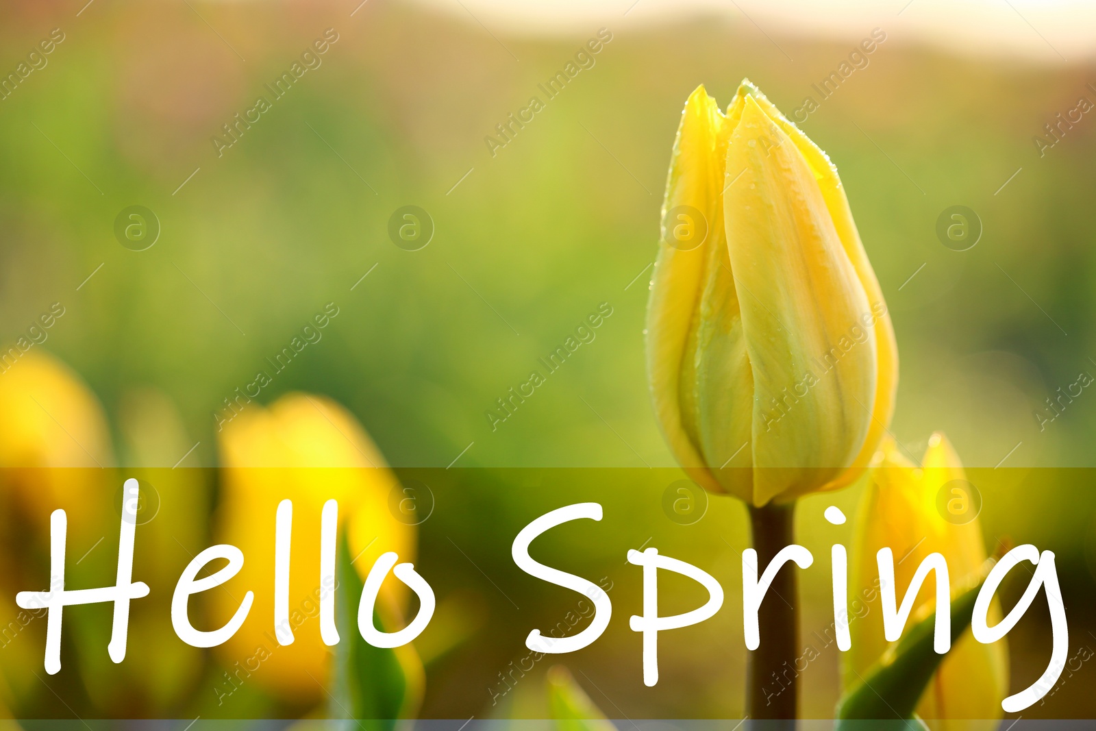 Image of Hello Spring. Beautiful tulip in field, closeup