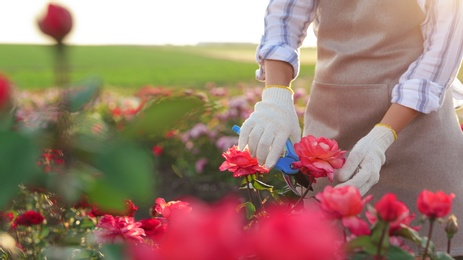 Photo of Woman pruning rose bush outdoors, closeup. Gardening tool