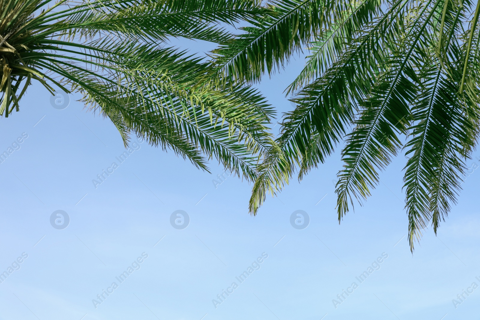 Photo of Green palm leaves on blue sky background. Space for text