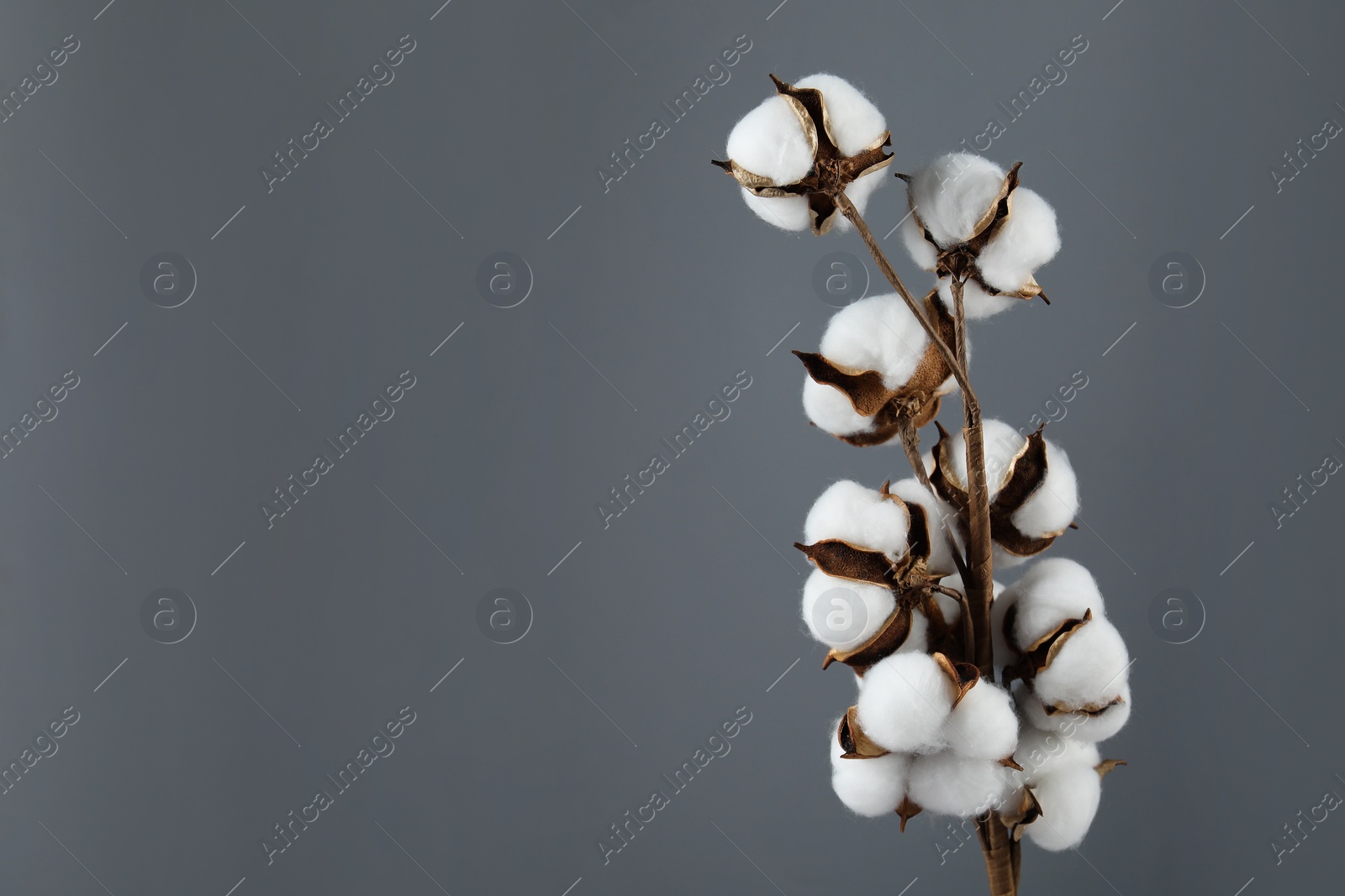 Photo of Beautiful cotton branch with fluffy flowers on grey background, space for text