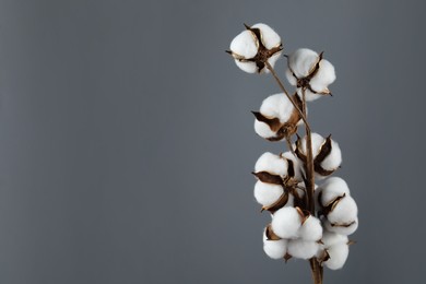 Photo of Beautiful cotton branch with fluffy flowers on grey background, space for text