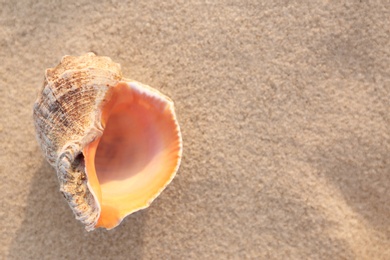 Photo of Sunlit sandy beach with beautiful seashell on summer day. Space for text