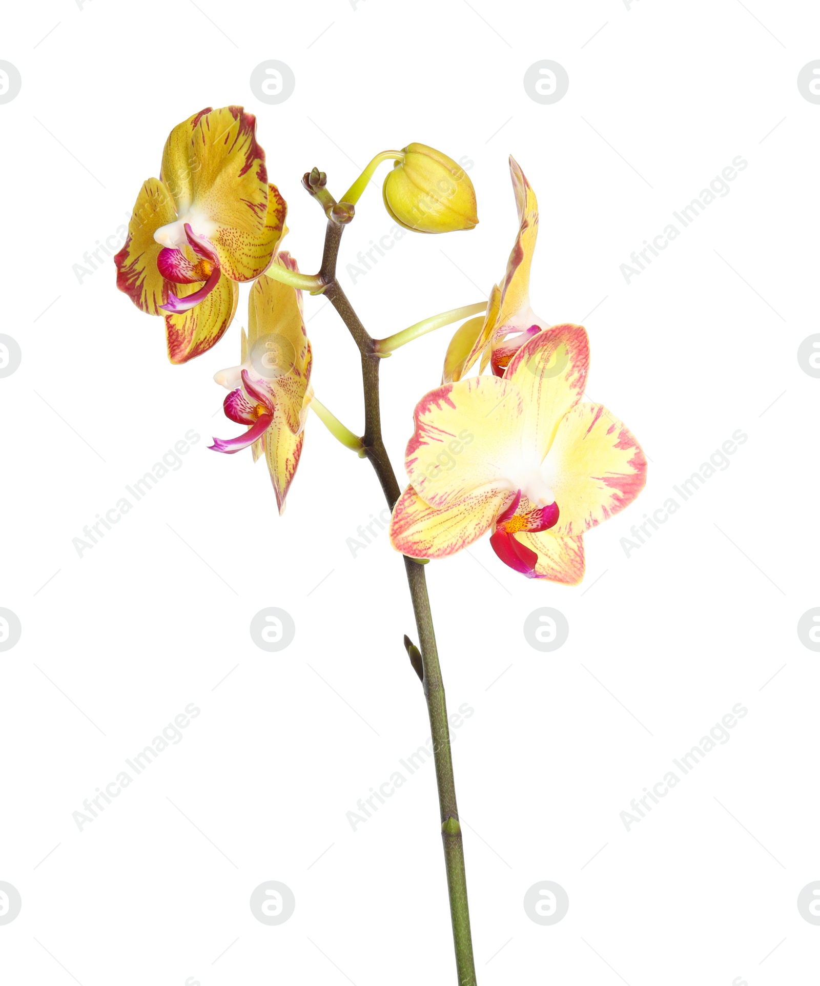 Photo of Beautiful orchid flower on white background. Tropical plant